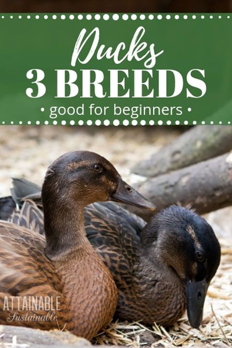 Choosing which duck breeds are best for your backyard farm requires a bit of assessment. Are you raising them primarily for eggs? Or are they meat birds? Do you need a duck breed that is docile? Or is it okay if they're a bit nervous? Here are three to try, complete with what you can expect from each.  #poultry #homestead #backyardeggs via @Attainable Sustainable Attainable Sustainable, Urban Chicken Farming, Backyard Ducks, Duck Breeds, Duck Coop, Meat Birds, Duck Farming, Raising Ducks, Raising Farm Animals