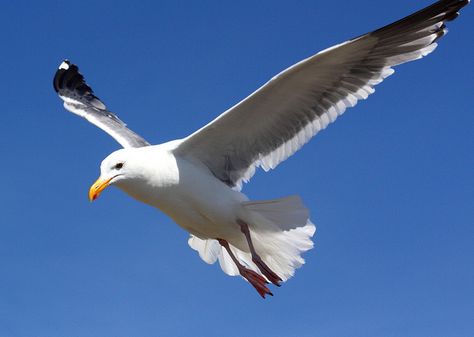 sea gulls in flight 4 by oldmantravels, via Flickr Seagulls In Flight Paintings, Seagull In Flight, Sea Gulls, Sailor Tattoo, Landscape Art Quilts, Silhouette Painting, Blue Horse, Boat Art, Painting Subjects