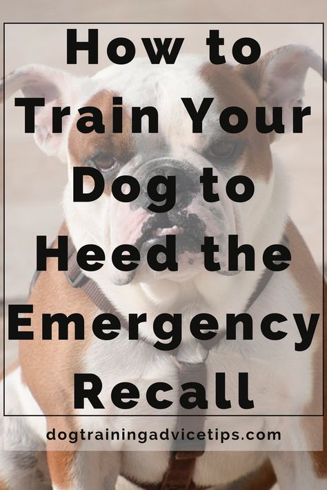 How to Train Your Dog to Heed the Emergency Recall | Dog Training Tips | Dog Obedience Training | Dog Training Commands | http://www.dogtrainingadvicetips.com/how-to-train-your-dog-to-heed-the-emergency-recall Baby Pomeranian, Dog Minding, Easiest Dogs To Train, House Training Dogs, Dog Training Advice, Dog Training Techniques, Best Dog Training, Train Your Dog, Aggressive Dog