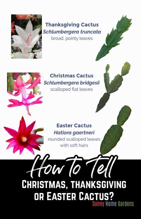 Learn all about the different holiday Cacti - Christmas Cactus, Easter Cactus, and Thanksgiving Cactus and how to tell them apart. It's easy to dof if you know the difference in the look of the leaves or flowers. Christmas Cactus Propagation, Christmas Cactus Care, Cactus Leaves, Christmas Cactus Plant, Easter Cactus, Cactus House Plants, Thanksgiving Cactus, Holiday Cactus, Cactus Care