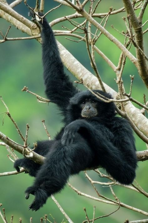 Siamang Gibbon (Sympalangus syndactylus) / Siamang / Image by mpwhiten (Mark Whiten) from instagram Siamang Gibbon, Monkey Reference, Gibbon Monkey, Creature Character, Animal Reference, Animal References, Wildlife Photos, Baboon, Primates