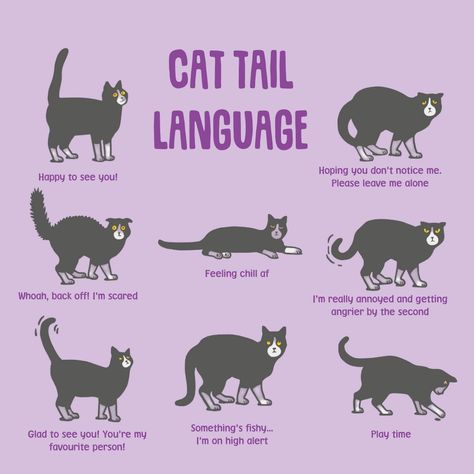 #CAT TAIL #CAT FACTS Penelope Boots, Cat Tail Meaning, Cat Tail Language, Cat Body Language, Kitten Checklist, Cats Behavior, Kitty Gang, Cat Projects, Draw Cats