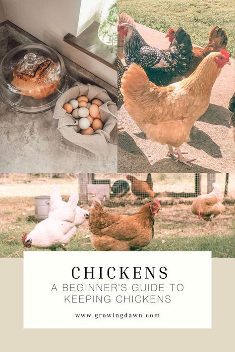 Keeping Backyard Chickens, How To Free Range Chickens, Getting Chickens For The First Time, Chicken Owners First Time, Getting Started With Chickens, Dogs And Chickens, Daily Chicken Routine, Chicken Keeping For Beginners, How Many Chickens Do I Need