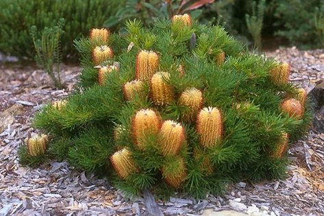 Banksia Spinulosa, Australian Garden Design, Bush Garden, Australian Native Garden, Australian Wildflowers, Drought Tolerant Garden, Australian Flowers, Australian Native Flowers, Australian Plants