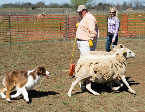 Activities For Herding Dogs To Keep Them Entertained – Dogster Herding Dogs Training, Great Swiss Mountain Dog, Dog Sounds, Greater Swiss Mountain Dog, Swiss Mountain Dogs, Bearded Collie, Herding Dogs, Old English Sheepdog, Dog Activities