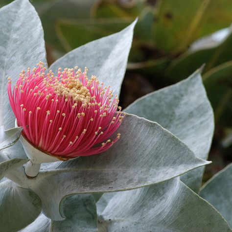 MOTTLECAH (Eucalyptus macrocarpa) - EXPLORED by StGrundy, via Flickr Eucalyptus Macrocarpa, Flowering Gum, Gum Trees, Australian Trees, Australian Natives, Australian Native Garden, Australian Wildflowers, Australian Flowers, Australian Native Flowers