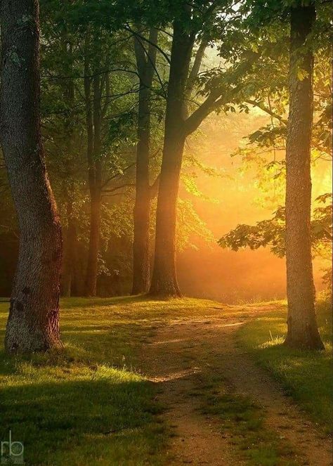 Wald Wallpaper, Forest Sunset, Landscape Photography Nature, Pretty Landscapes, Morning Friends, Beautiful Landscape Wallpaper, Good Morning Friends, Autumn Landscape, Jolie Photo