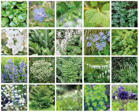 White Planting Schemes, Woodland Planting Scheme, Planting Schemes, Tom Raffield, Small Front Gardens, John Ward, Chelsea Garden, Plants Uk, Rhs Chelsea Flower Show