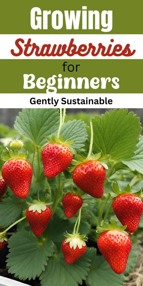 Learning how to grow strawberries is easier than you think!  Even if you're a beginner, you can be growing strawberries this year!  Let me show you the tips and tricks you need for a great year of growing your own fresh strawberries! #strawberries #howtogrowstrawberries #easygardening #beginnergardening #containergardening #balconygardening Strawberry Plant Care, When To Plant Strawberries, How To Grow Strawberries, Types Of Strawberries, Everbearing Strawberries, Strawberries In Containers, Strawberry Planter, Grow Strawberries, Strawberry Planters