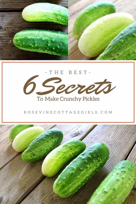 6 Secrets To Making The Best Crisp Pickles Crispy Pickles Canning, Pickle Crisp Recipe, Crispy Dill Pickle Recipe, Make Your Own Pickles, Crispy Dill Pickles, Canning Pickles Recipe, Crispy Pickles Recipe, Pickles Homemade, How To Make Crisps