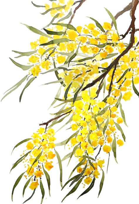 Wattle Flower, Flower Watercolor Art, Golden Wattle, Australian Flowers, Floral Watercolor Paintings, Australian Native Flowers, Flower Watercolor, Watercolor Flower Art, Tableau Art