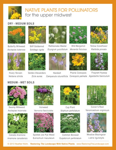 Restoring The Landscape With Native Plants: Plan Now for Spring Pollinators Native Plant Landscape, Pollinator Plants, Making Plant Pots, California Native Plants, Native Plant Gardening, Wildlife Gardening, Wildflower Garden, Pollinator Garden, Native Garden