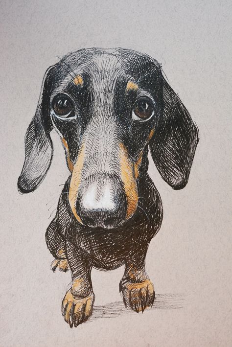 Dachshund Sketch, Arte Dachshund, Dachshund Drawing, Dachshund Painting, Canine Drawing, Dachshund Art, Dog Drawing, Dog Paintings, Book Art Drawings