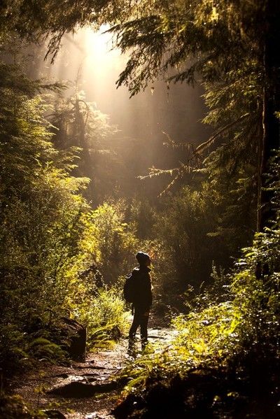 Walking Through Forest, Redwoods California, California Redwoods, The Redwoods, Foto Tips, Ways To Relax, Walking In Nature, In The Woods, Beautiful Landscapes