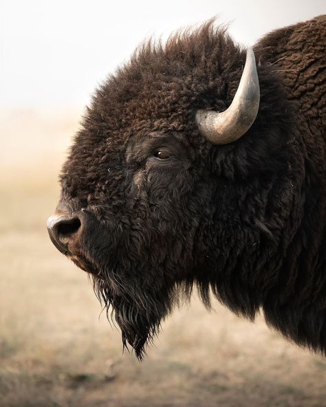 All Posts • Instagram Bison Head Drawing, Nature Wallpapers Aesthetic, Bison Pictures, Aesthetic Wildlife, Bison Photography, Bison Photo, Bison Head, Buffalo Animal, Animal Paintings Acrylic