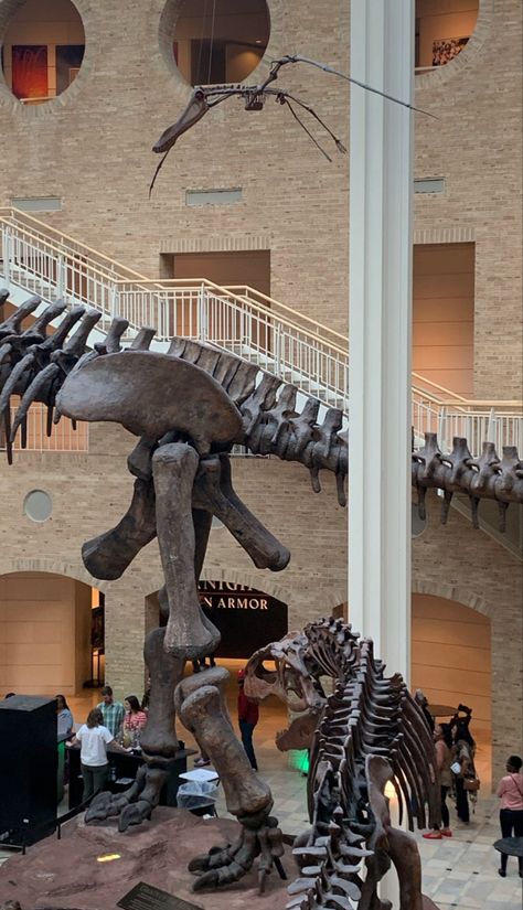 Fernbank Museum Atlanta, Science Museum Aesthetic, Natural Science Museum, Nature Museum, Dinosaur Bones, Science Museum, Dream Job, Good Vibes, Archaeology