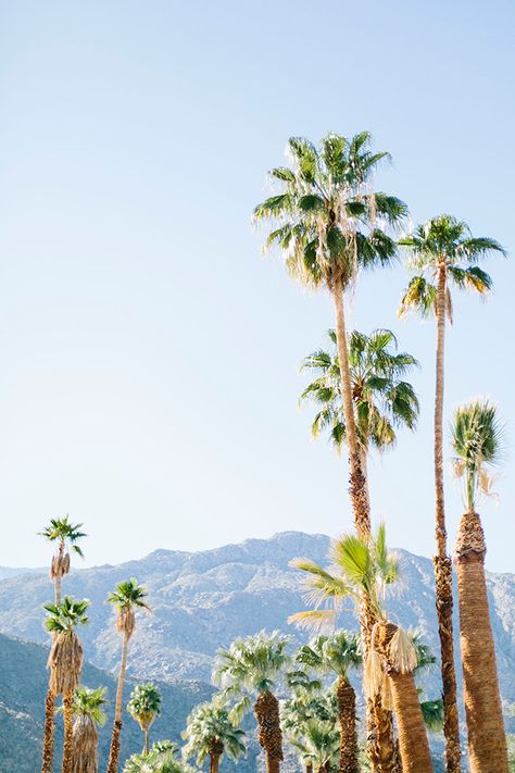 Palms <3 Modernism Week Palm Springs, Magic Places, Spring Trip, Usa Travel Destinations, California Love, California Dreaming, To Infinity And Beyond, Photo Diary, Venice Beach