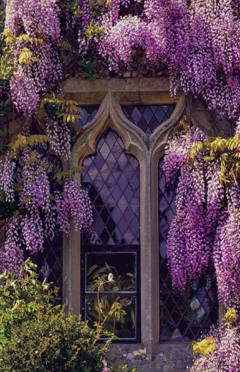 Flowers Growing, Wisteria, Dream Garden, Garden Inspiration, Secret Garden, Windows And Doors, Beautiful Gardens, Purple Flowers, Garden Landscaping