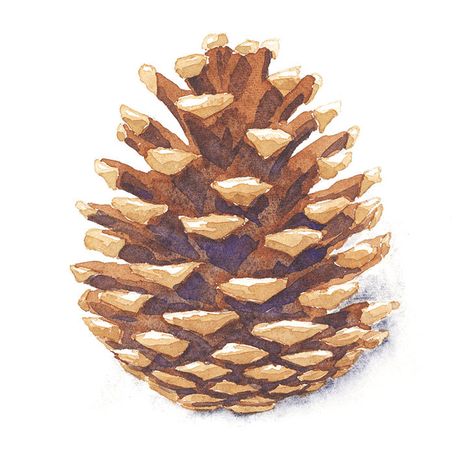 watercolor-pine-cone-painting-exercise Pine Cone Painting On Canvas, Watercolor Pinecones Tutorial, Pine Cone Watercolor, Painting Pine Cones, Painting Ideas Blue, Traffic Cone Painting Ideas, Cone Painting Ideas, Pinecone Watercolor, Watercolor Pinecone