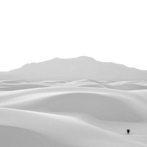 "Lone Yucca", White Sands National Monument, New Mexico. Photo by Drew Medlin White Sand Desert, Chihuahuan Desert, Ulquiorra Cifer, White Sands National Monument, White Desert, New Mexico Usa, Photo Awards, Land Of Enchantment, Desert Sand