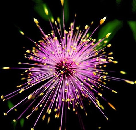 Flowers+That+Look+Like+Fireworks | venny › Portfolio › Pink Fireworks Flowers That Look Like Fireworks, Firework Flowers, Painted Calendar, Purple Inspiration, Pink Fireworks, Fireworks Pictures, Flower Words, Black Background Photography, Night Flowers