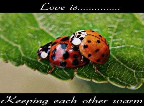 https://flic.kr/p/uoMh9C | Ladybugs | Lady (man)bugs in love mood....i guess Bugs In Love, In Love Mood, Me And Him, Love Mood, Cool Bugs, I Love My Wife, Nalu, Chicken Nuggets, Love Bugs