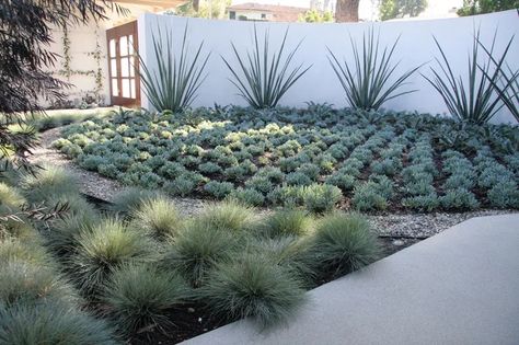 Drought Tolerant Landscape Design, Drought Resistant Landscaping, Low Water Landscaping, Contemporary Landscape Design, Courtyard Landscaping, Succulent Landscape Design, Low Water Gardening, Succulent Landscaping, Drought Tolerant Landscape