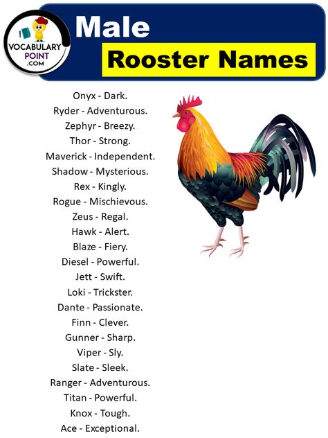 From the crack of dawn to their flamboyant feathers, roosters have captivated human fascination for centuries. These magnificent birds not only serve as natural alarm clocks but also add a touch of charm and charisma to any backyard or farm. But what’s in a name? Well, when it comes to roosters, the right name can ... <a title="Awesome Rooster Names (400+ Best, Cute, Funny & Male)" class="read-more" href="https://vocabularypoint.com/rooster-names/" aria-label="More on Awesome Ro... Types Of Roosters, Rooster Names, Raising Livestock, Chicken Facts, Sims Names, Cartoon Rooster, Chicken Flock, Funny Lists, Game Fowl