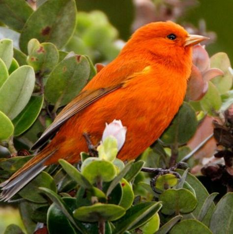 Male Hawaiian Akepa is rare and the smallest bird in Hawaii Orange Bird Aesthetic, Hawaiian Birds, Forest Birds, Animals Tattoo, Bird Template, Bird Sitting, Bird Sanctuary, Spiritual Images, Orange Garden