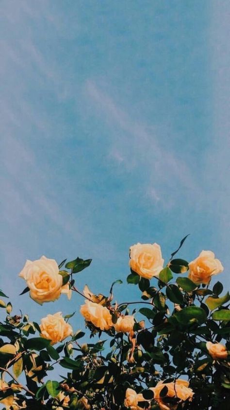 Spring Background, The Sun, Roses, Sun, Iphone, Yellow, Blue