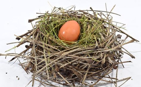 Use natural materials to design and build a bird nest in this STEM activity. Build A Bird Nest, Nest Craft, Stem Lessons, Bird Nest Craft, Elementary Stem, Cool Science Fair Projects, Wild Birds Unlimited, Birds Nests, Fat Bird