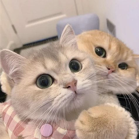 Cute Cats Together, Pp Wa Couple, Aesthetic Pp, Very Cute Cat, Hate Cats, Pp Couple, Funny Cat Wallpaper, Very Cute Dogs, Gorgeous Cats