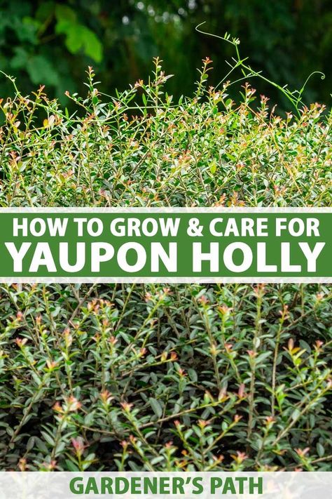 Yaupon hollies should be more popular than they are. You can make caffeinated tea from the leaves, grow them in a massive range of environments, and they need little maintenance. Learn how to plant and raise these pretty, versatile, and hardy shrubs now on Gardener's Path #yauponholly #gardening #gardenerspath Holly Bushes In Landscaping, Oakleaf Holly Landscaping, Yaupon Holly, Propagating Holly Bush, Yaupon Tea, Yaupon Holly Landscaping, Eagleston Holly Trees Landscaping, Holly Shrub, Caffeine In Tea