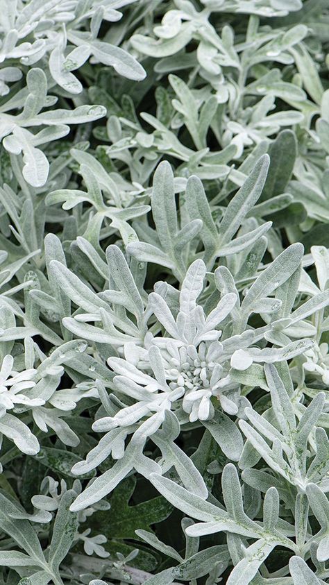 ‘Sea Salt’ Artemisia Silver Plants, Silver Plant, Japanese Forest, Deer Resistant Plants, Blue Plants, Fine Gardening, Container Plants, Sea Salt, Garden Landscaping