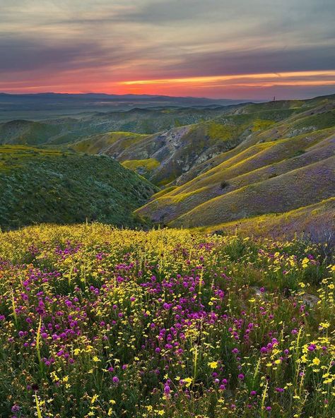 Great Plains Landscape, The Great Plains, Great Plains Aesthetic, Plains Aesthetic, Dragon Sona, Henry Core, Grass Plains, Acotar Courts, Fire Illustration