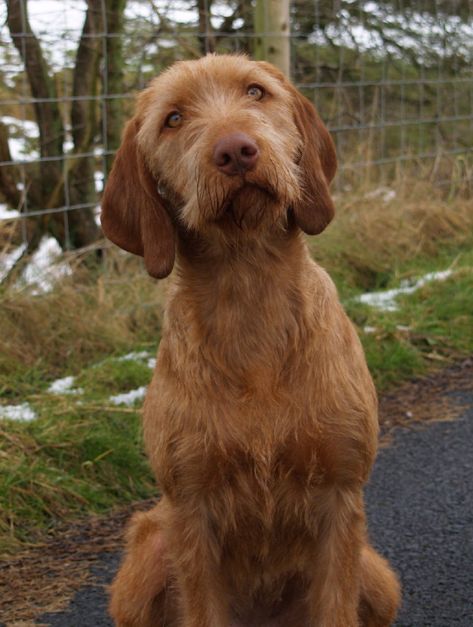 Hungarian Dog, Wirehaired Vizsla, Airedale Dogs, Griffon Dog, Weimaraner Puppies, Akc Breeds, All Breeds Of Dogs, Vizsla Dogs, Purebred Dogs