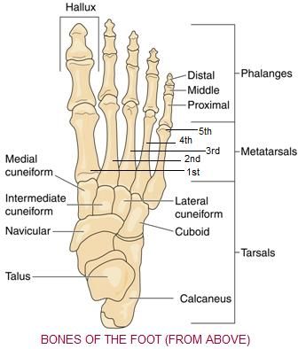 Ankle Anatomy, Skeletal System Anatomy, Ankle Injuries, Foot Anatomy, Anatomy Bones, Forensic Anthropology, Skeleton Anatomy, Reflexology Chart, Skeletal System