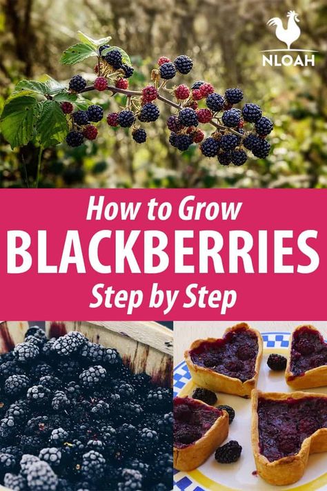 Planting Blackberries In Containers, When To Plant Blackberries, Growing Blackberries In Containers, Blackberries In Containers, Blackberry Growing, Blackberries Growing, How To Grow Blackberries, Grow Blackberries, Blackberry Plant