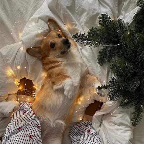 Christmas Dogs Aesthetic, Christmas Aesthetic Dog, Corgi Mom, Christmas Tree Branches, Animal Christmas, Cozy Holiday, Body Drawing, Pet Safety, Christmas Mood