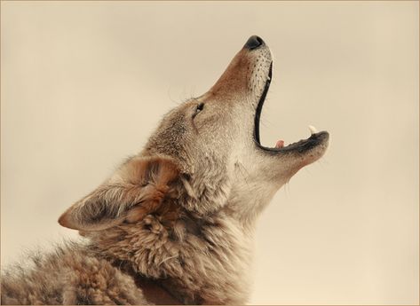 Howling Away at the Gray by Shreve Stockton Coyote Reference Photo, Coyote Howling, Howling Coyote, Coyote Photography, Coyote Aesthetic, Coyote Animal, Dog Barking, Wolf Dog, Wild Dogs