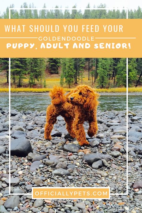 Best Dog Food for Goldendoodles - Puppy, Adult & Senior Options! | Not sure which dog food is best for your Goldendoodle? Check out our favourite dog food options for puppies, adults and seniors! Best Dog Food For Goldendoodles, Goldendoodle Diet, Best Puppy Food, Senior Dog Food Recipes, Dog Mommy, Pet Tips, Dog Health Tips, Doodle Puppy, Cute Dog Photos