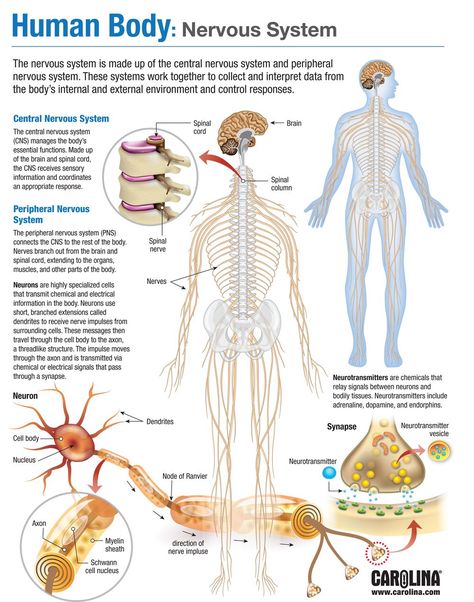 Human Nervous System Anatomy, Anatomy And Physiology Nervous System, Systems Of The Body Anatomy, Nervous System Notes, Human Body Nervous System, Nervous System Diagram, Human Body System, Human Systems, Nervous System Anatomy