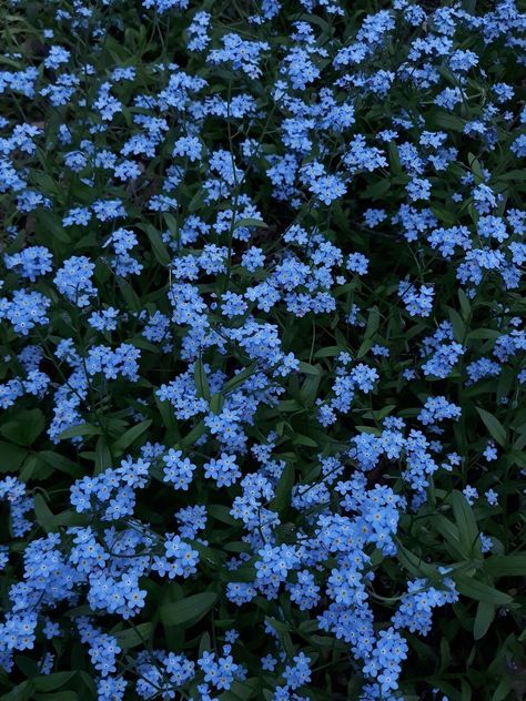 Blue Bell Flowers Aesthetic, Forget Me Not Flower Wallpaper, Blue Plant Aesthetic, Forget Me Not Flowers Aesthetic, Pretty Blue Flowers, Forget Me Nots Flowers, Mint Flowers, Forget Me Not Flowers, Forget Me Not Flower