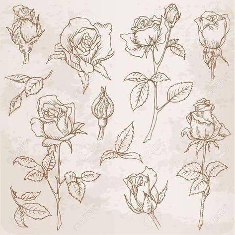 Rose Bud Tattoo, Drawn Roses, 16 Tattoo, Sketches Ideas, Flower Drawing Tutorials, Flowers Illustration, Free Hand Drawing, Rose Images, Rose Drawing