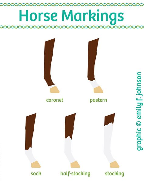 Horse Markings Worksheet, Horse Leg Markings, Horse Judging, Horse Vet, Horse Ownership, Horse Markings, Horse Lessons, Horse Information, Horse Knowledge