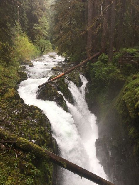 Apocalypse Room, Washington Rainforest, Alaska Rainforest, Hoh Rainforest Washington, Wilderness Wallpaper, Rainforest Waterfall, Hoh Rainforest, Dark Forest Aesthetic, Temperate Rainforest