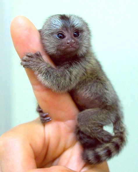 finger monkey. Monkey Breeds, Monkeys For Sale, Finger Monkey, Pygmy Marmoset, Marmoset Monkey, Tiny Monkey, Cutest Animals On Earth, Small Monkey, Squirrel Monkey