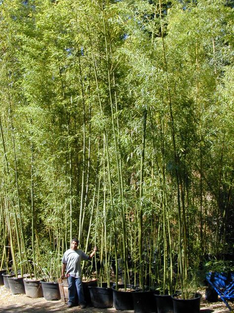 Heavenly Bamboo Landscape, Chinese Bamboo Forest, Golden Bamboo, Drought Resistant, Hedges, Light Green, Nursery