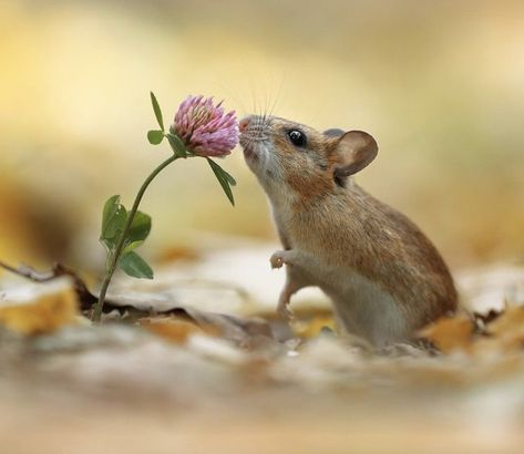 Gd Morning, Smelling Flowers, Cute Pics, Pet Mice, Super Cute Animals, Silly Animals, Cute Animal Photos, Cute Animal Pictures, Woodland Creatures