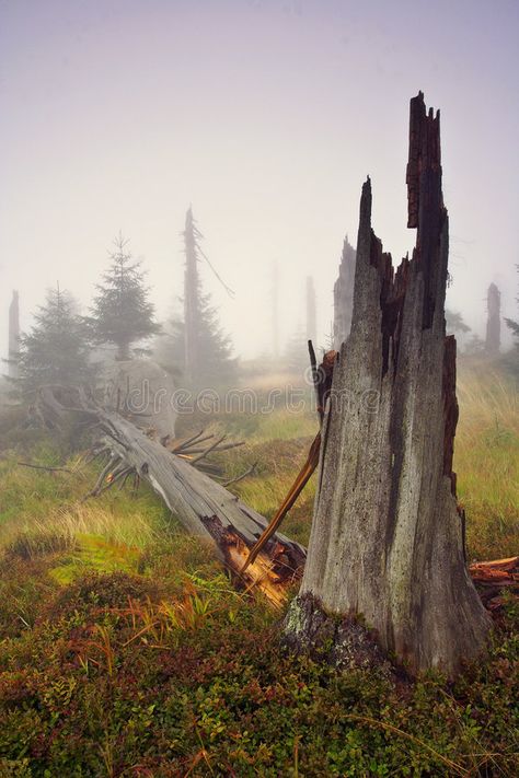 Scorched Forest, Environmental Drawing, Burnt Forest, Swamp Scene, Dead Forest, Bull Elk, Dead Tree, Foggy Morning, Forest Painting